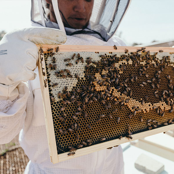 Student holding bee hive in the apiary