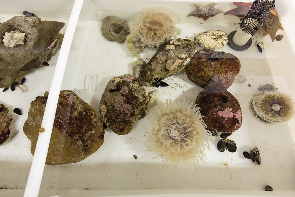 Anemones in the Marine Lab at Concordia