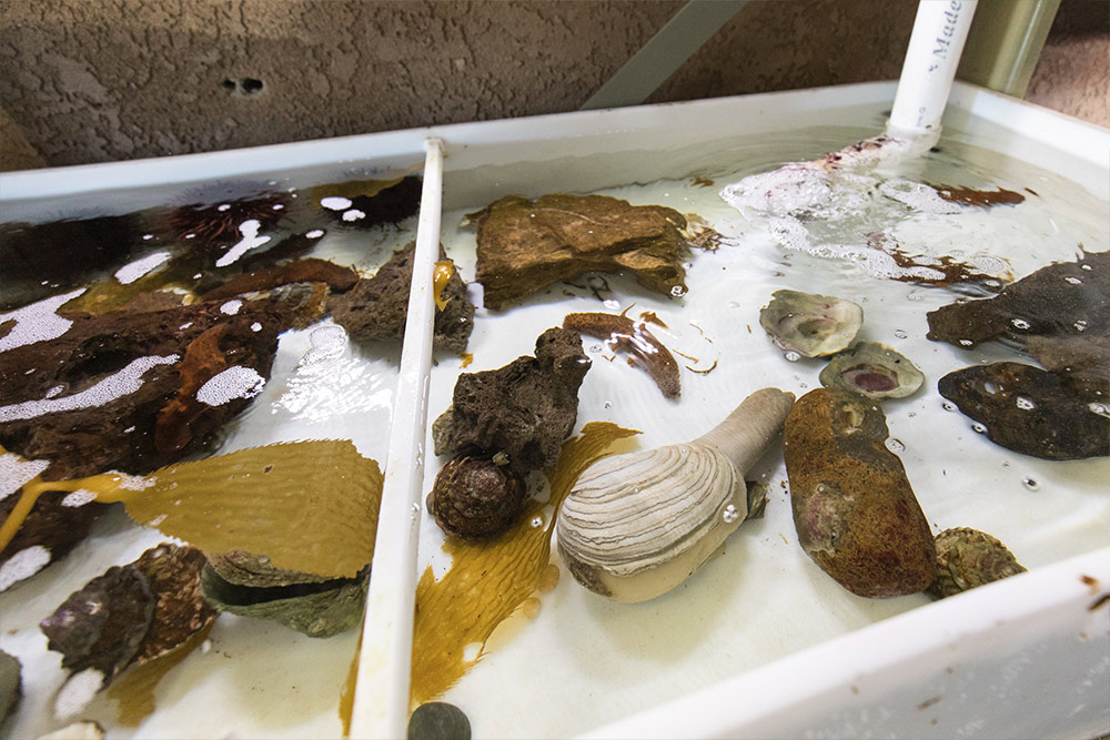 Sea slugs in the Marine Lab at Concordia