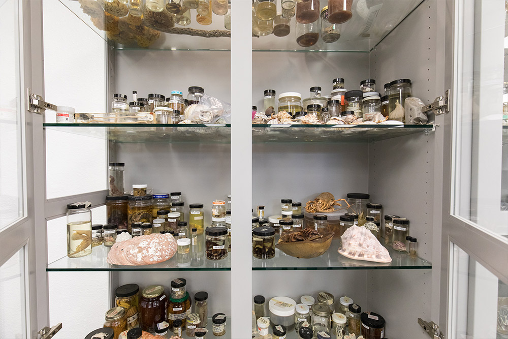 A cabinet of specimens in a classroom of Founders Hall