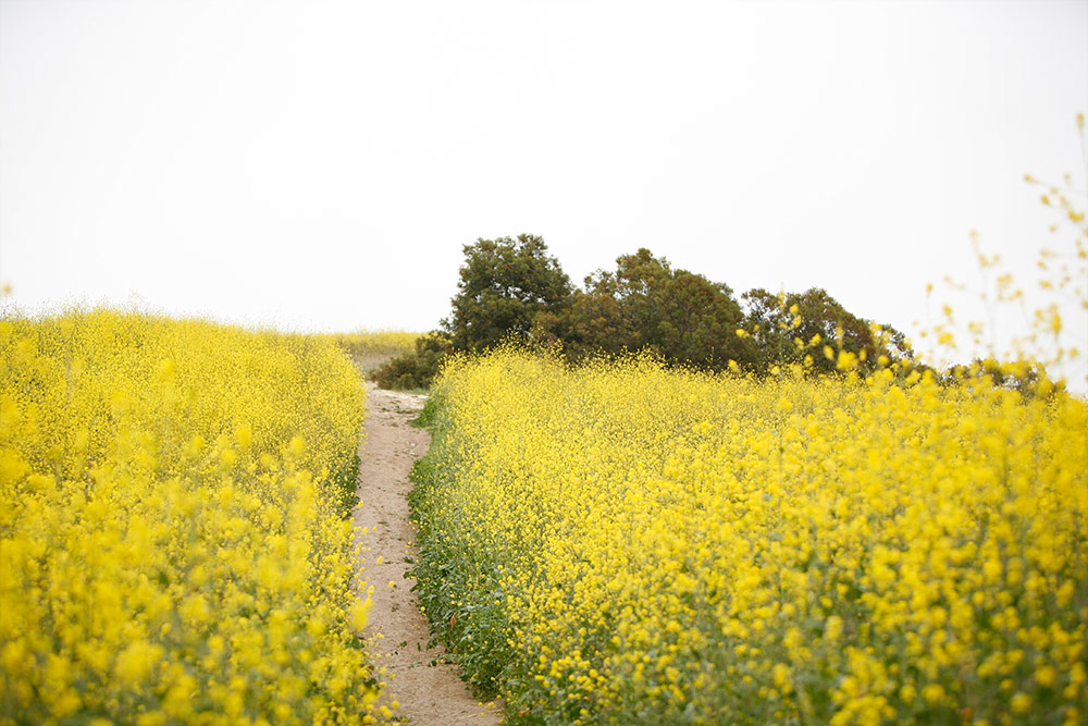 The ascending trail on French Hill