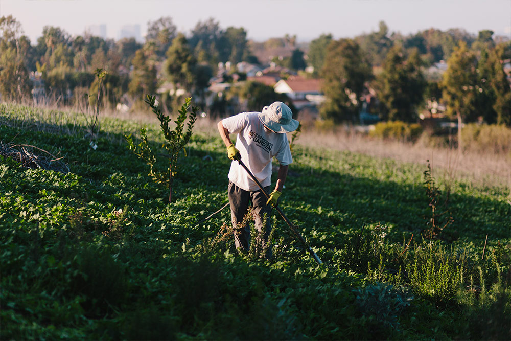 A student works in the Heritage Garden at Concordia.