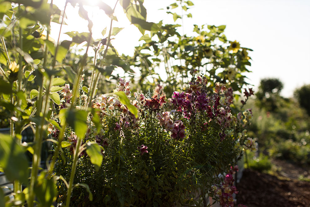 Flowers in bloom in Concordia’s Heritage Garden