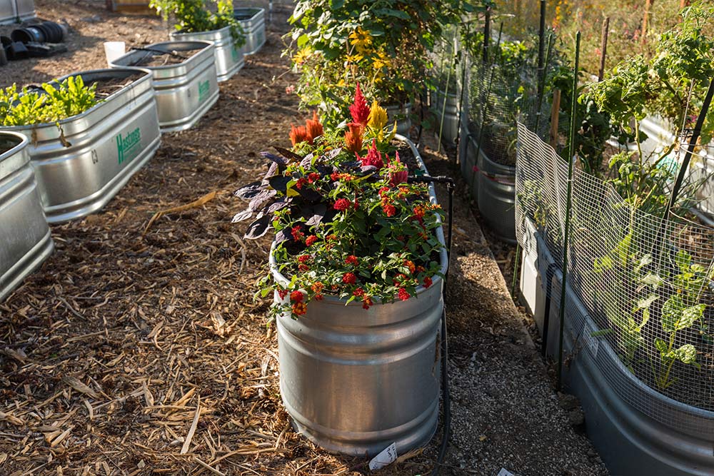 Water troughs are repurposed as container gardens in the Heritage Garden.