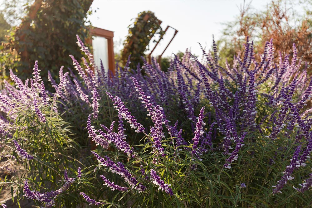 Beauty and serenity can be found at the Heritage Garden.