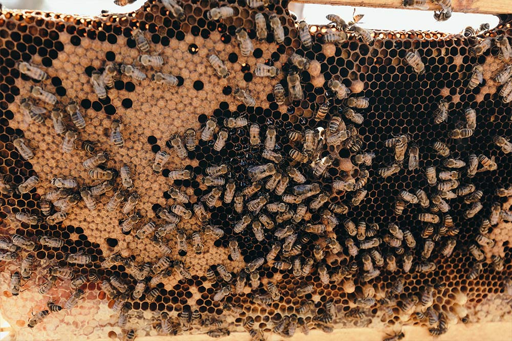 Bees of the apiary at Concordia’s Heritage Garden