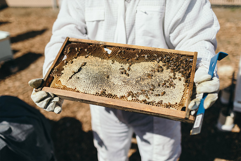 A beekeeper holds an apiary hive in the Heritage Garden.