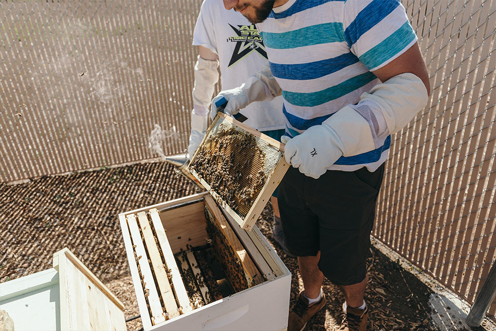 Student volunteers check on the apiary in the Heritage Garden.