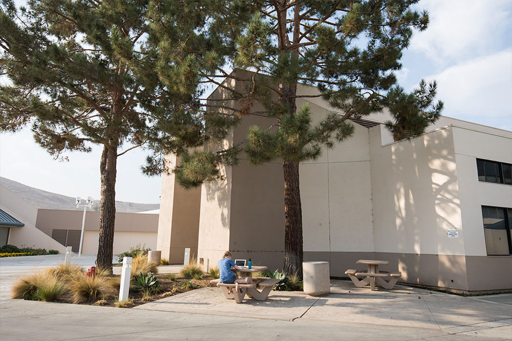  A student studies beneath the shade of the large pine trees outside the Theatre.