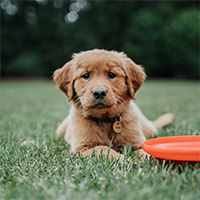 A dog laying on the grass with a dog toy