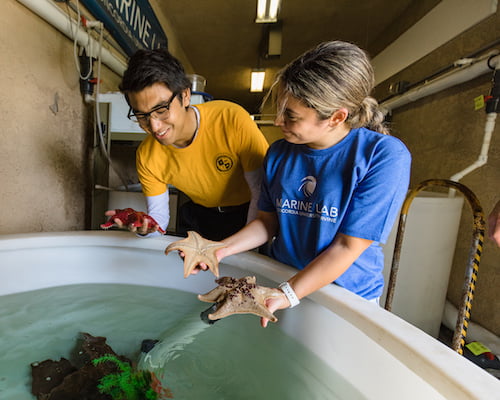 Holding seastars