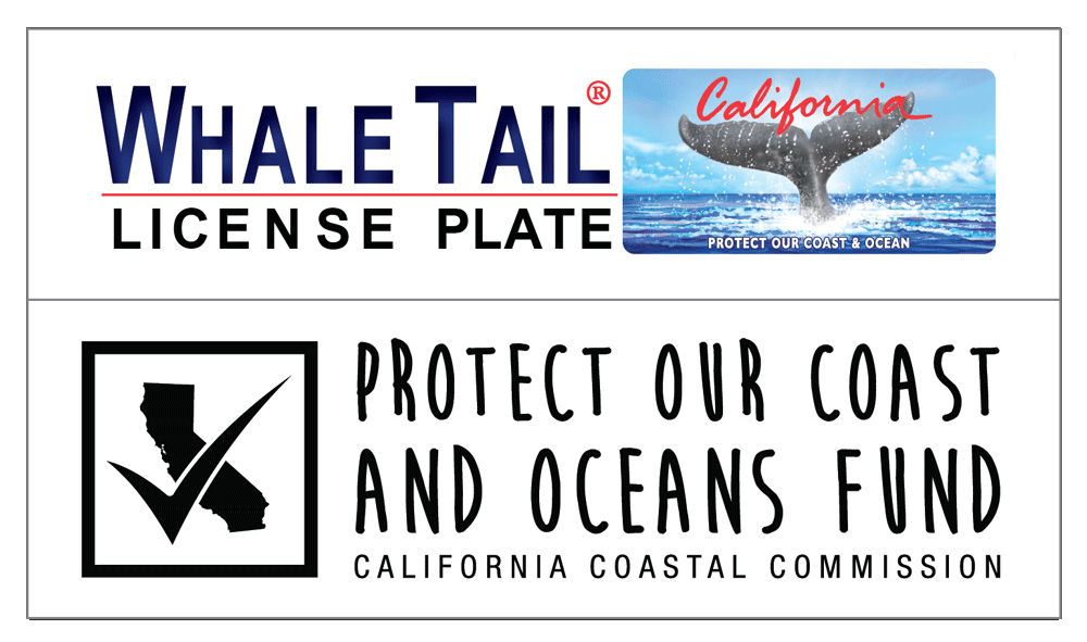whale tail, protect our coast and oceans fund logo