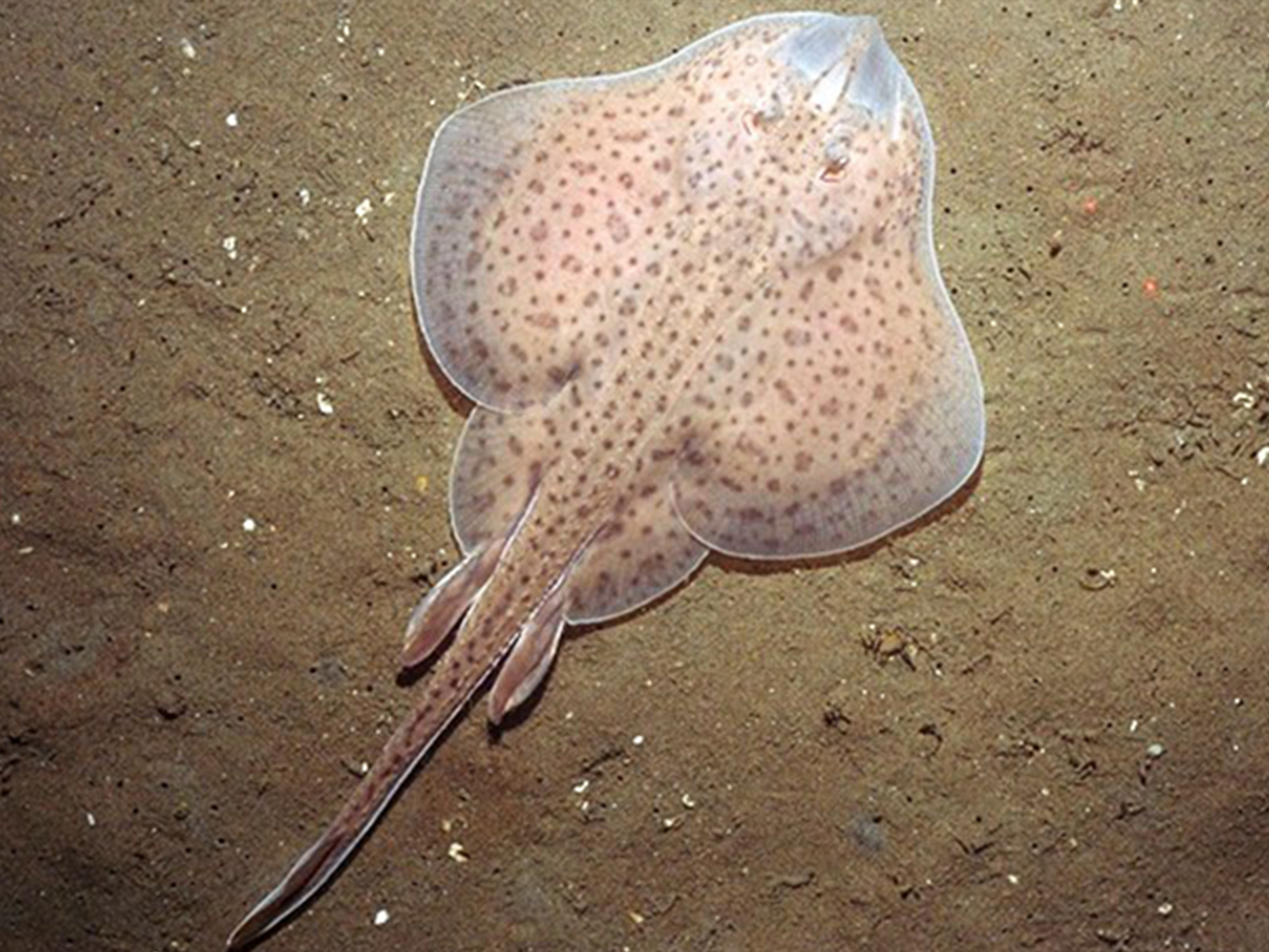 Photo of a skate