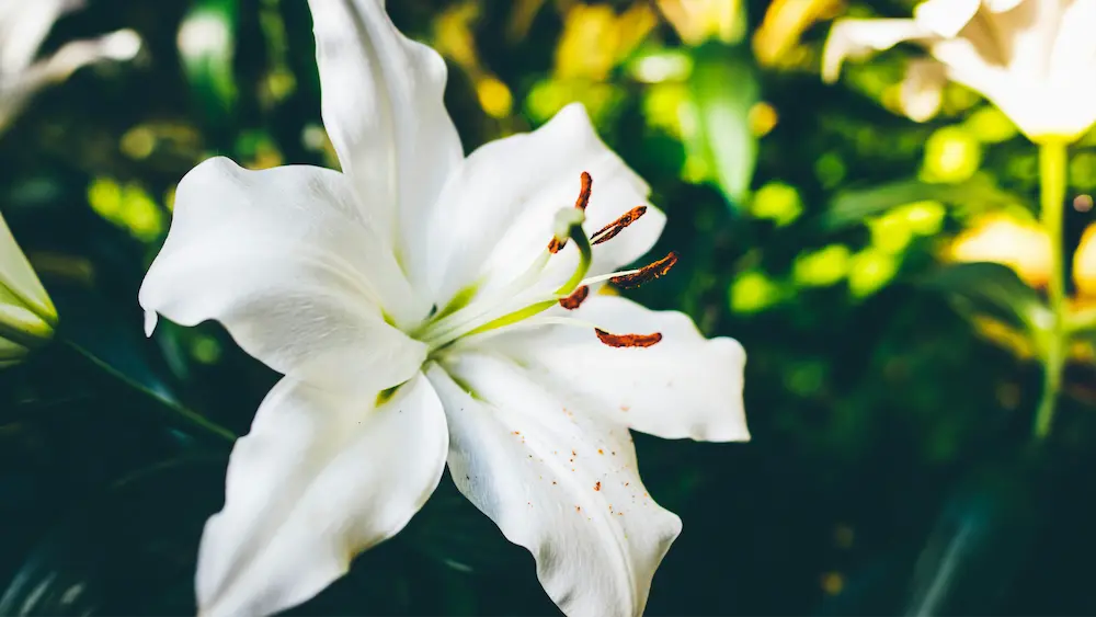 Flower