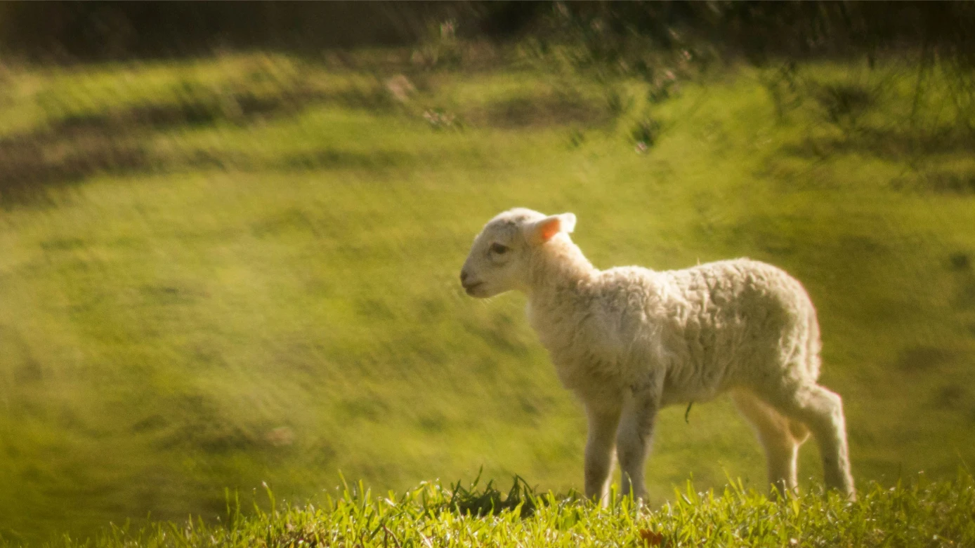 ‘Lamb of Sacrifice’ - A Theological Reflection by Rev. Dr. Robert Kolb