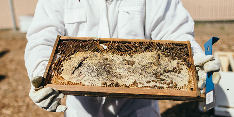Person holding a bee hive in protective suit