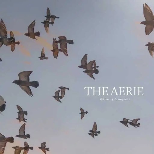A group of birds flying in the sky
