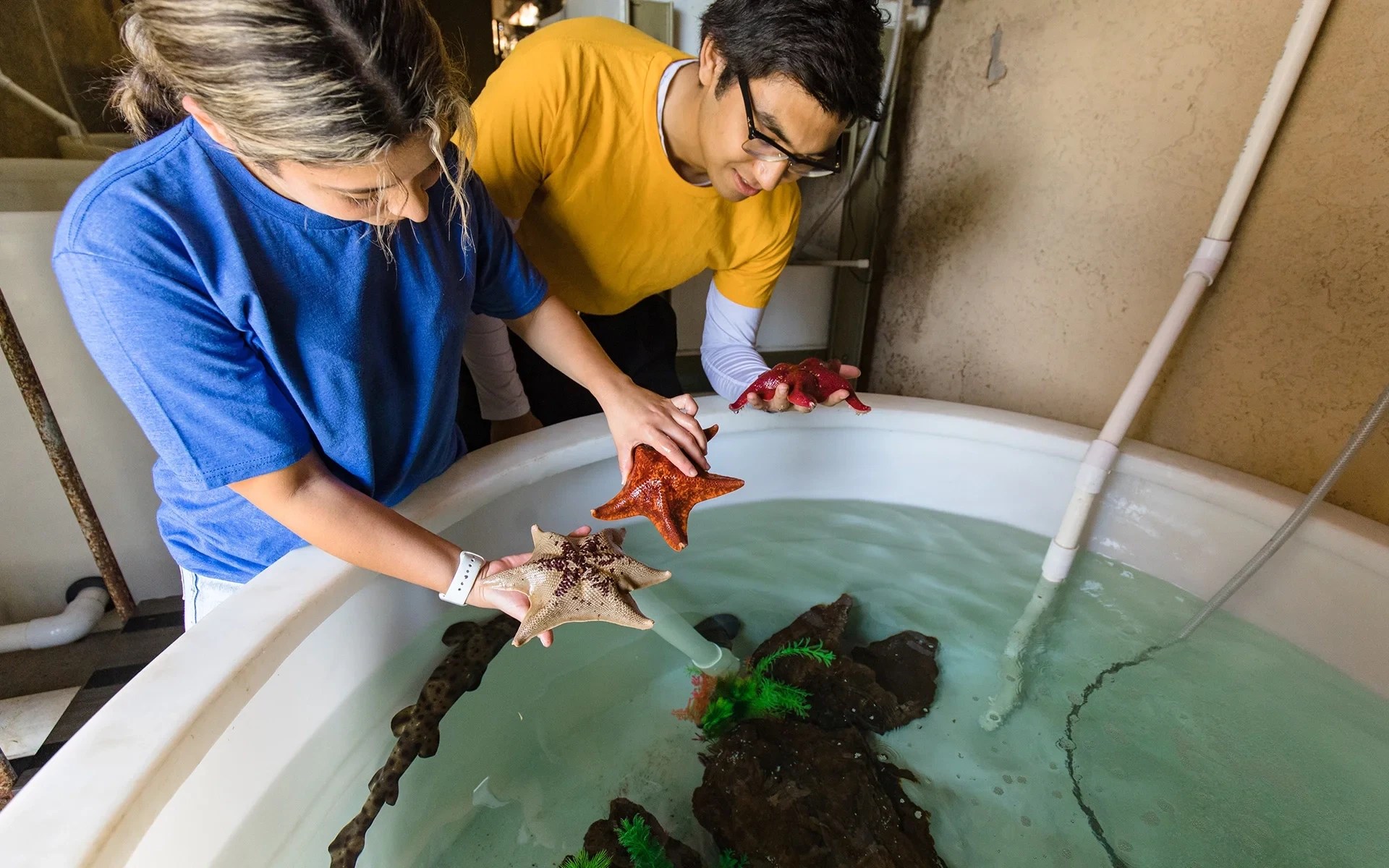A man and woman holding starfish in a tub