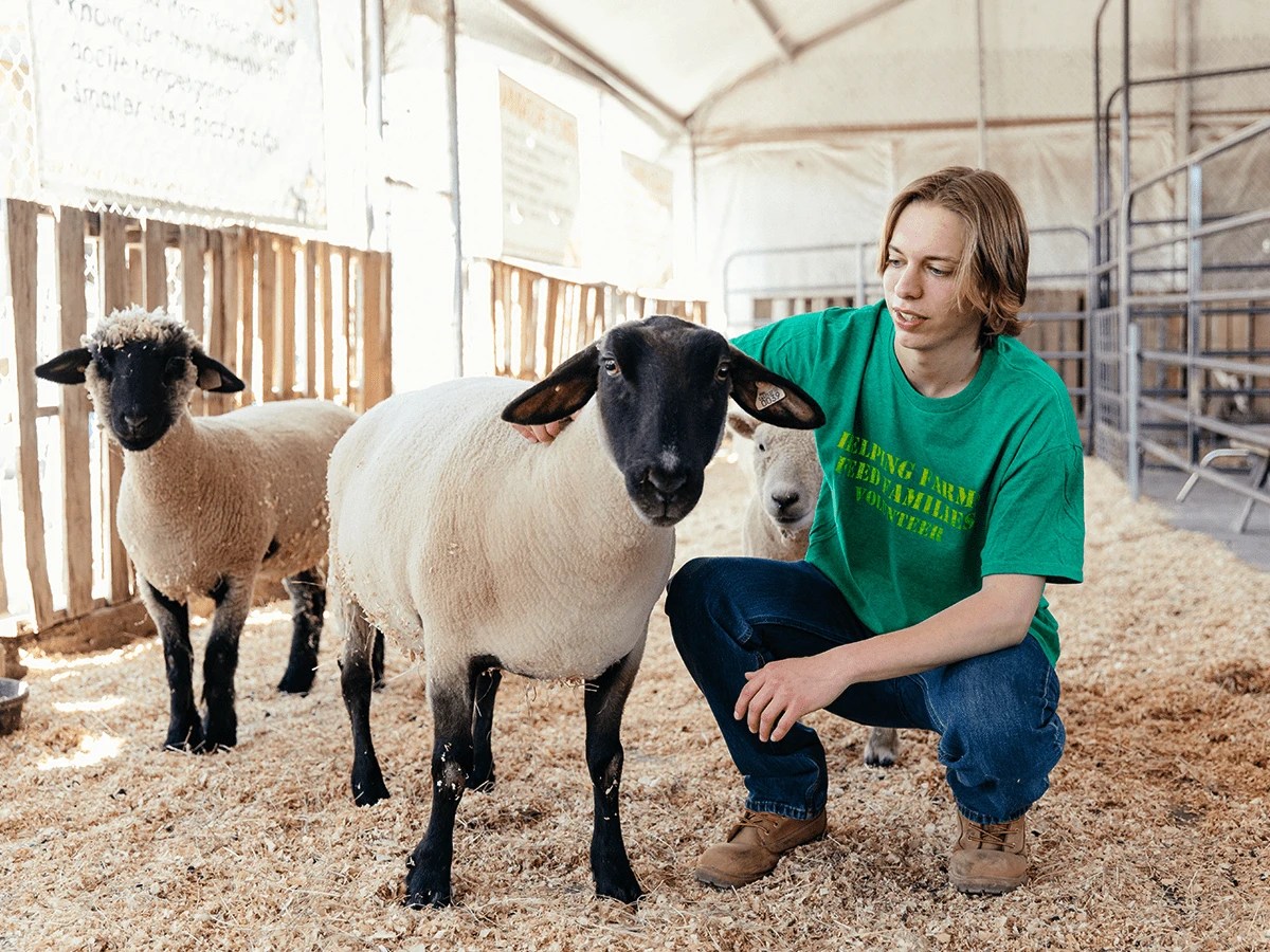 A man kneeling next to a group of sheep