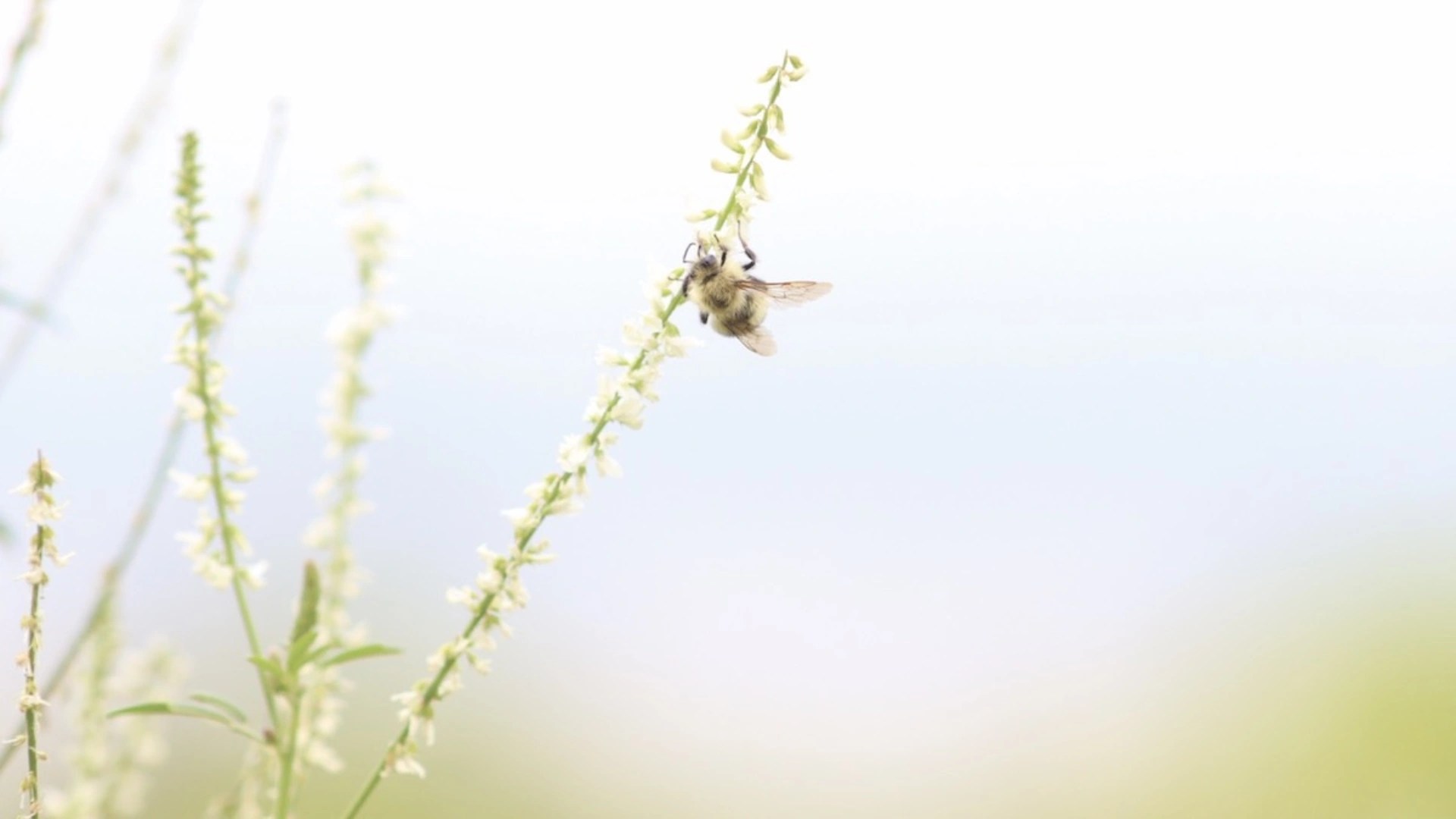 A bee on a flower