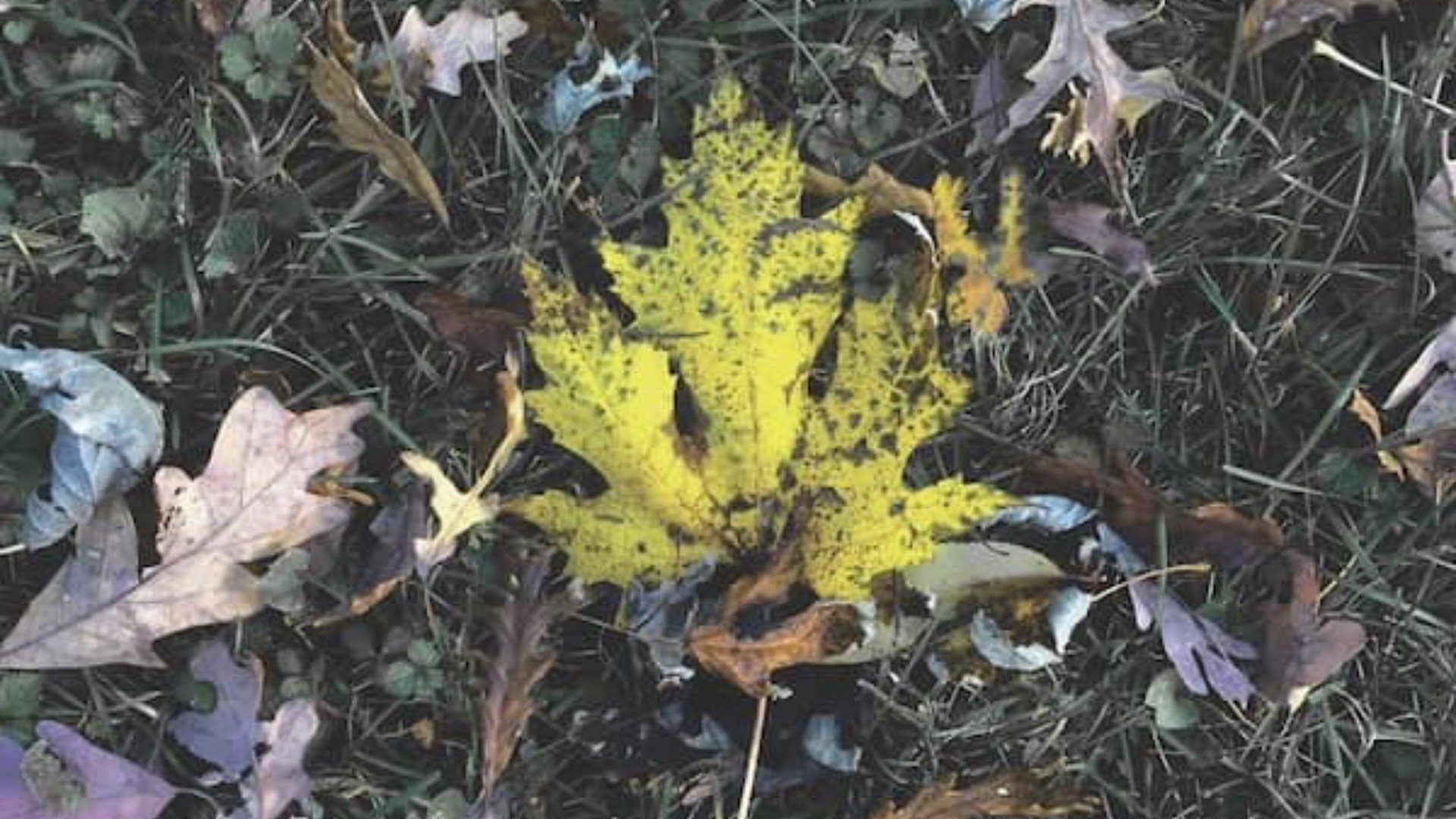 A yellow leaf on the ground