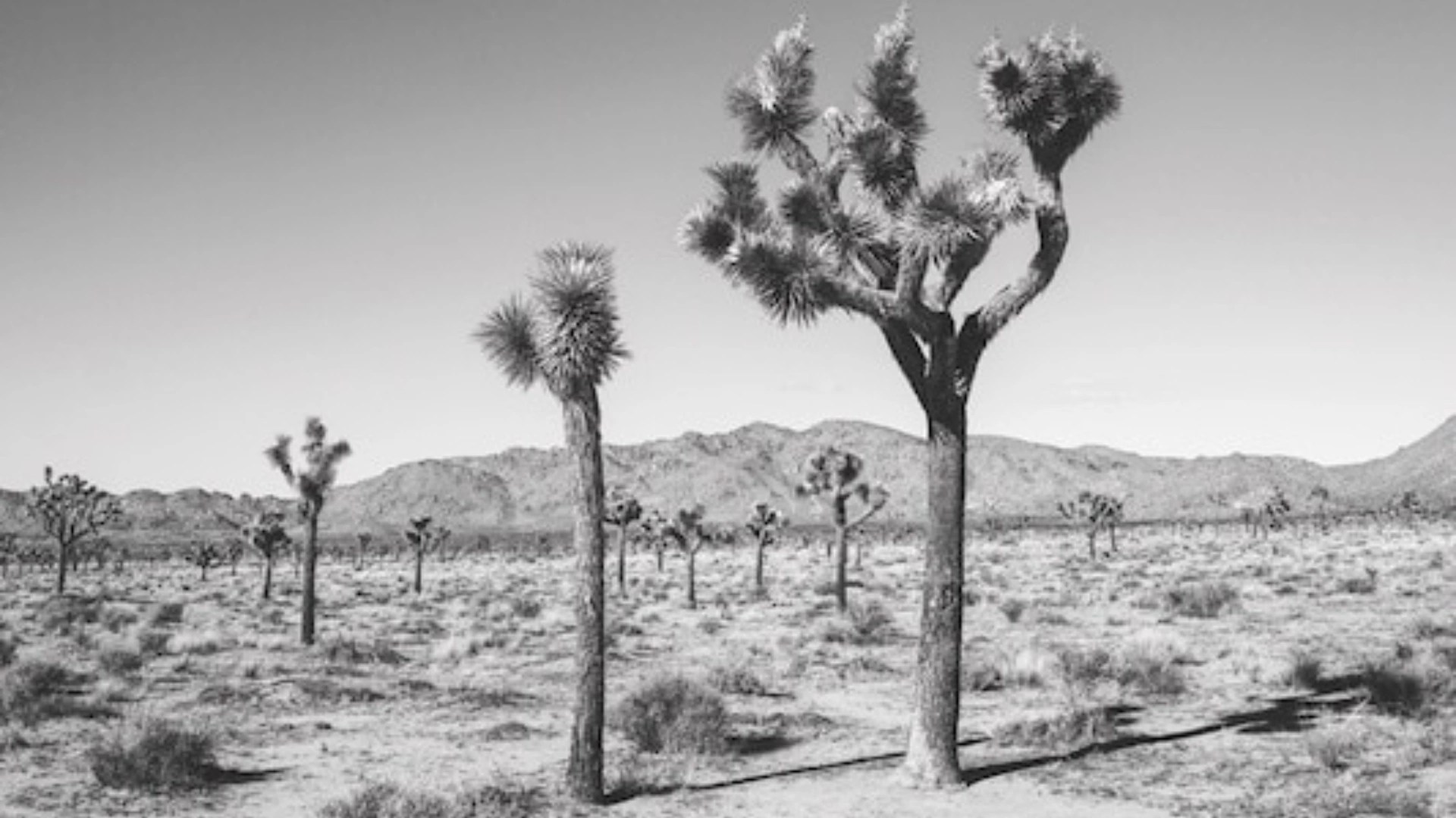Visual Arts Photography