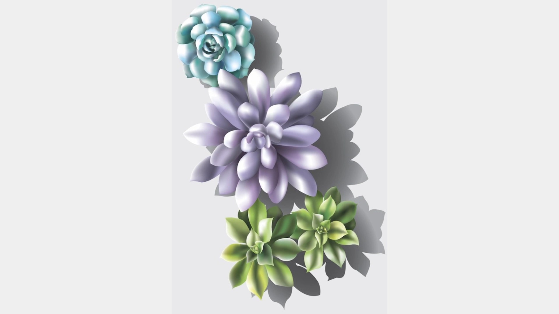 A group of succulents on a white background