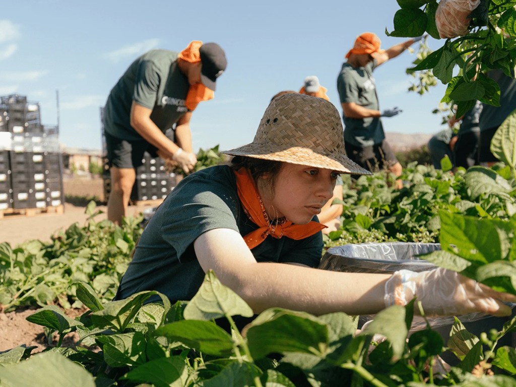 A group of people working in a field