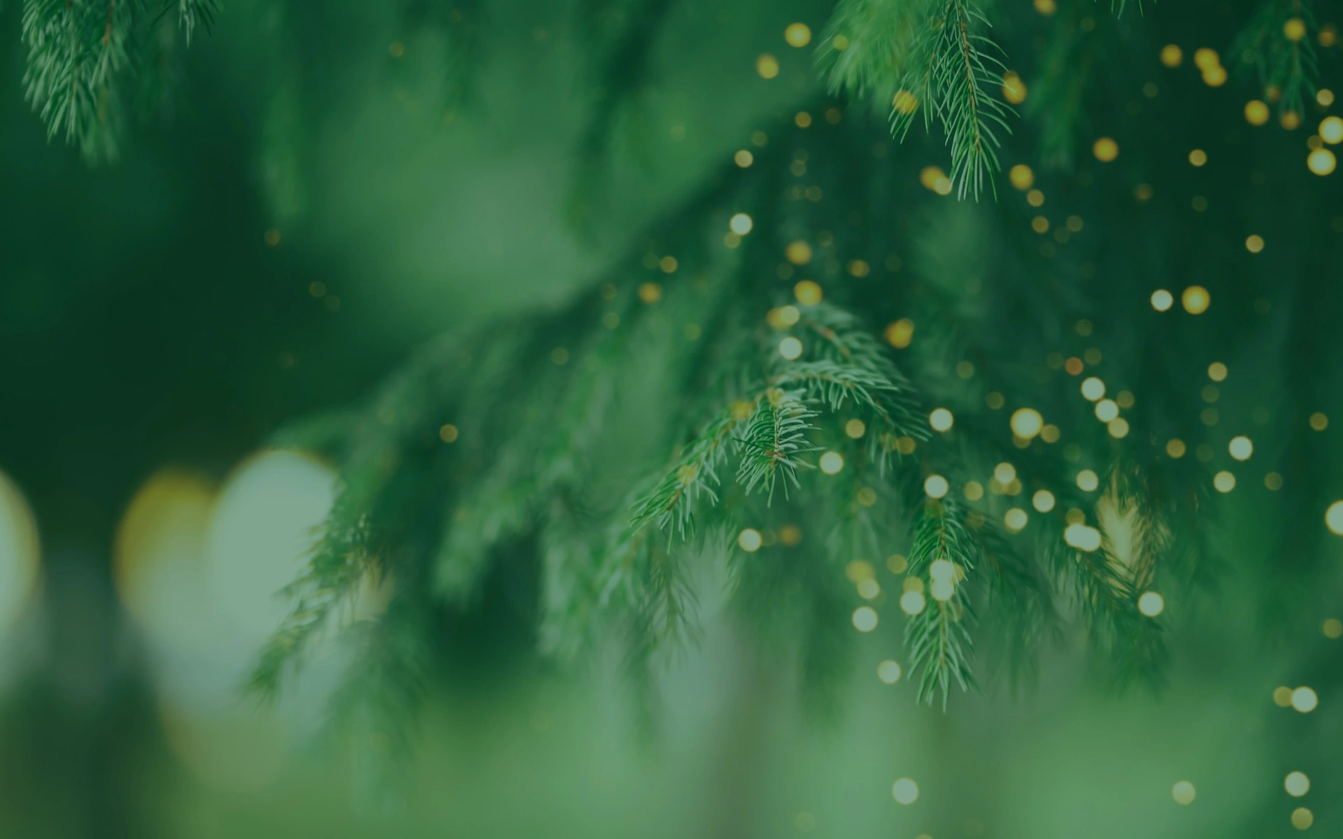 A close up of a tree branch