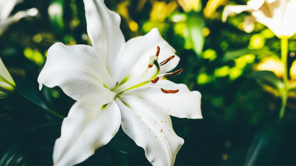A white flower with green leaves