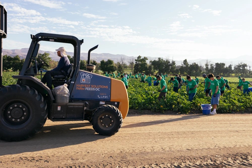 Large group harvests produce in fields