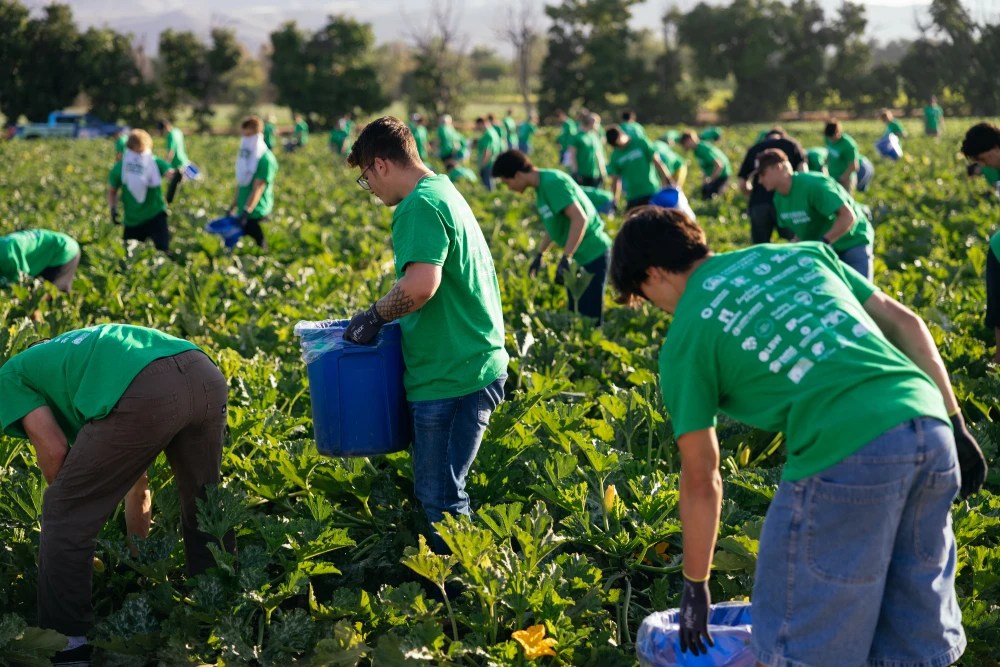 A group of people in green shirts picking up plants
