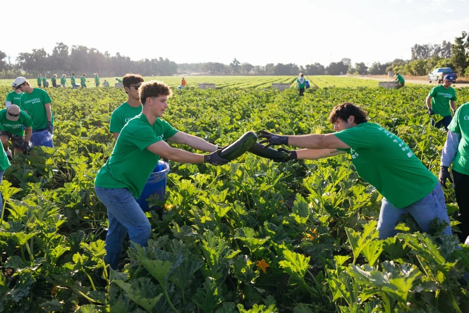 A group of people in green shirts in a field