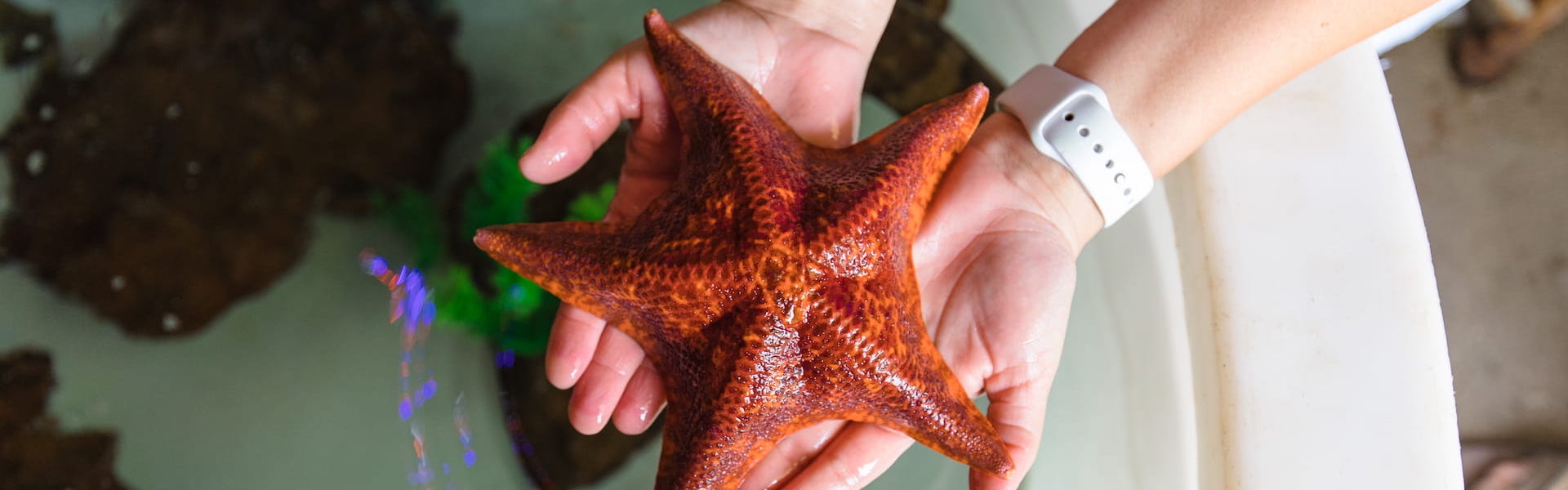 A person holding a starfish