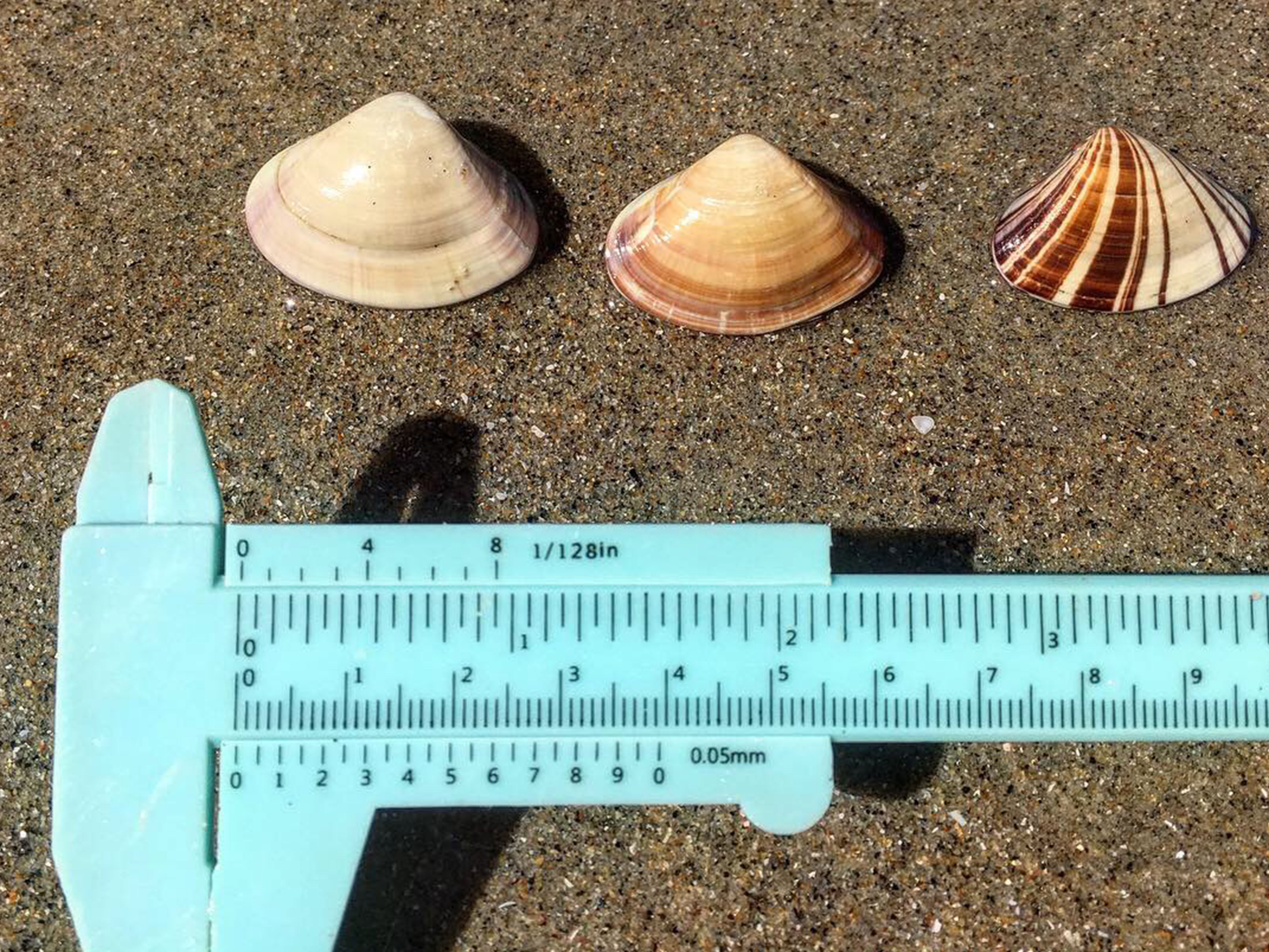 A ruler measuring seashells on sand