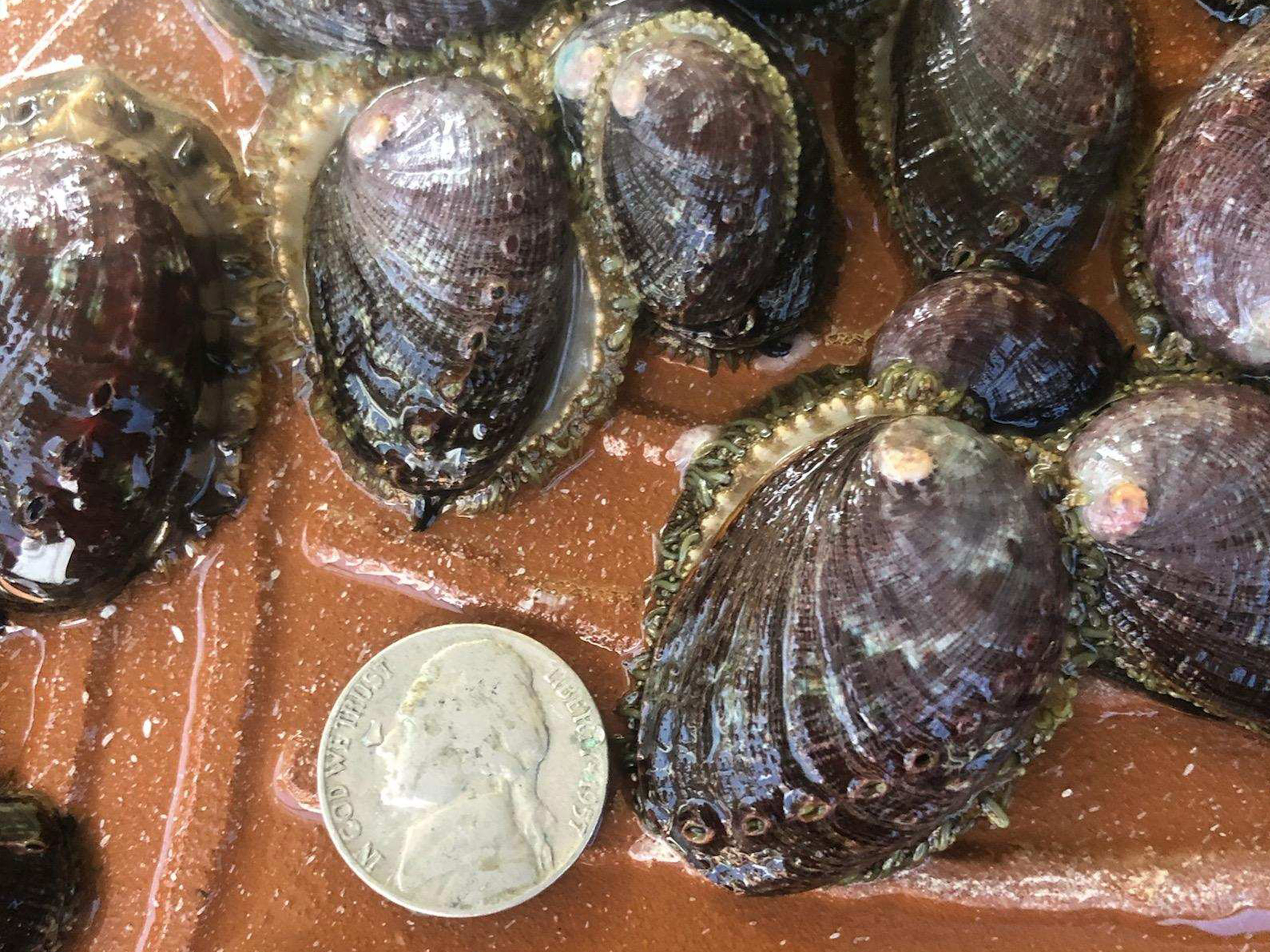 A group of seashells in water with a coin