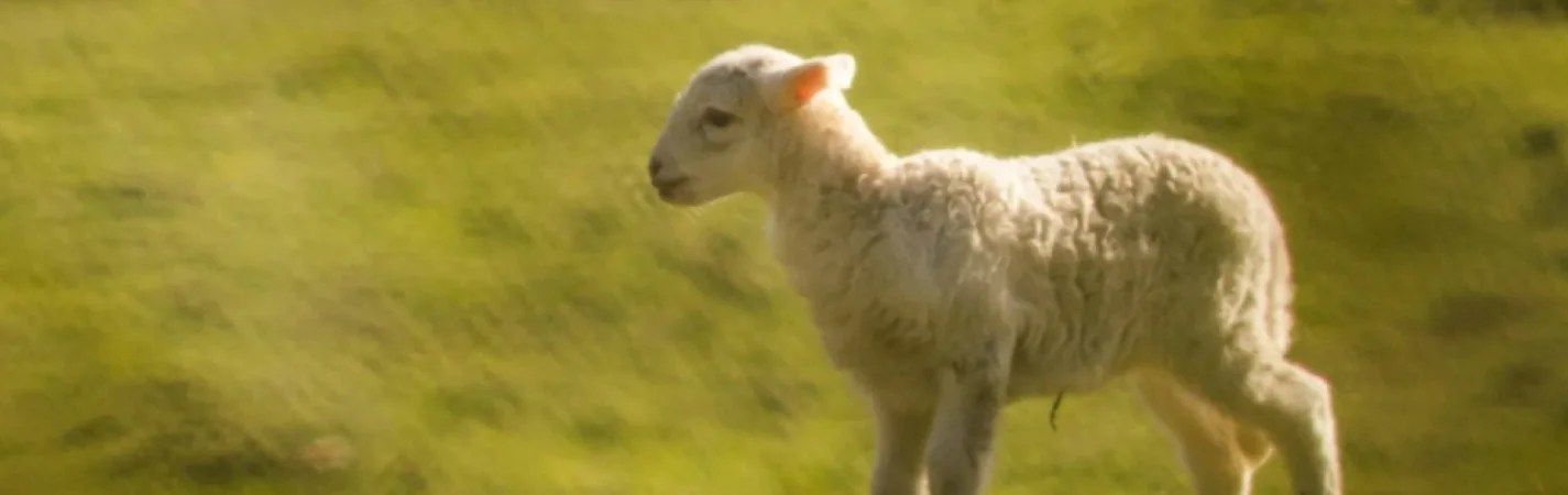 A small white lamb standing in a grassy field