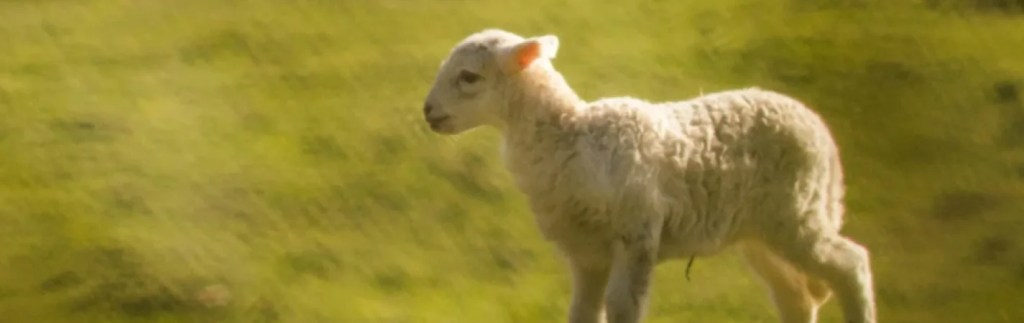 ‘Lamb of Sacrifice’ – A Theological Reflection by Rev. Dr. Robert Kolb