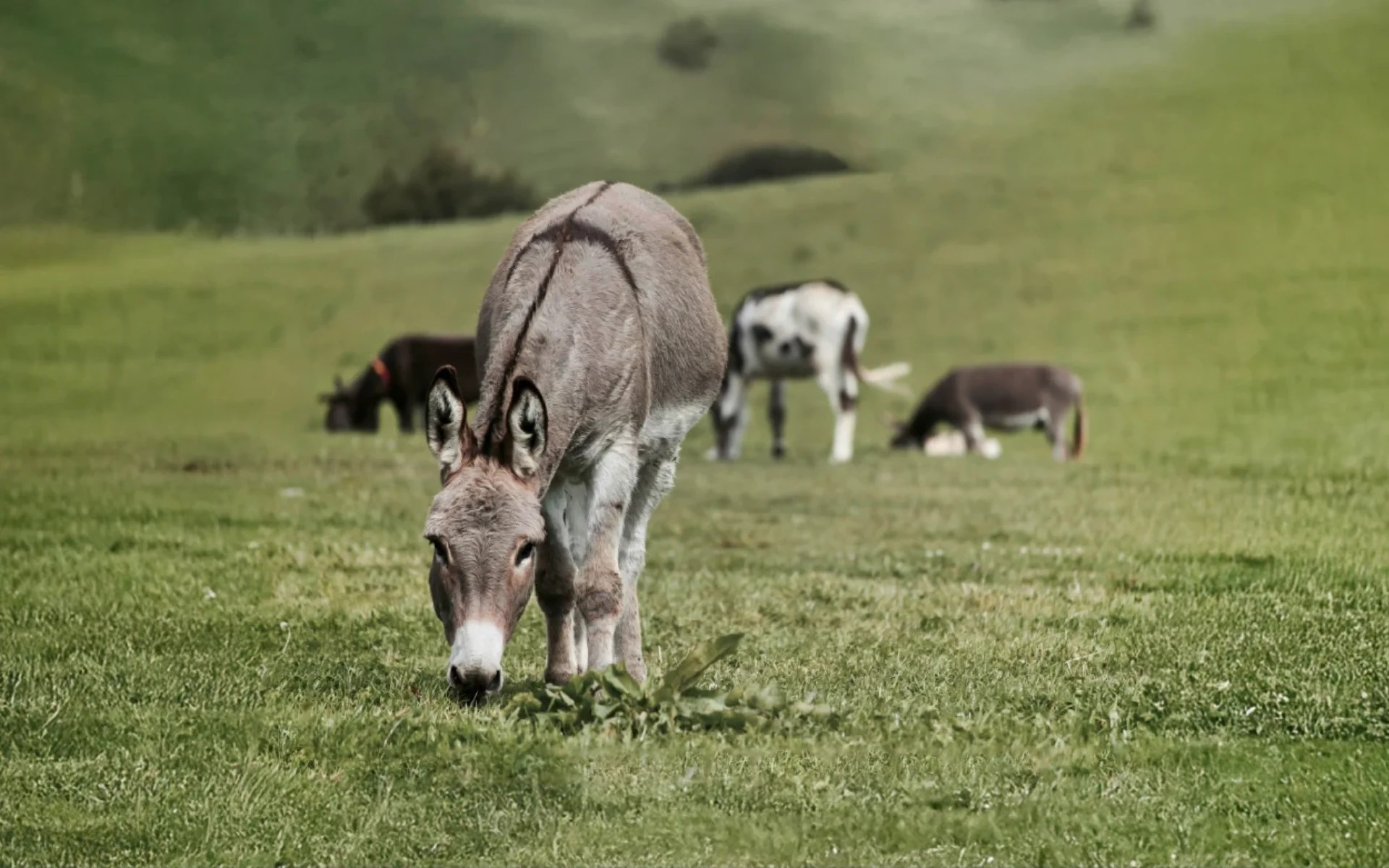 A donkey grazing in a field