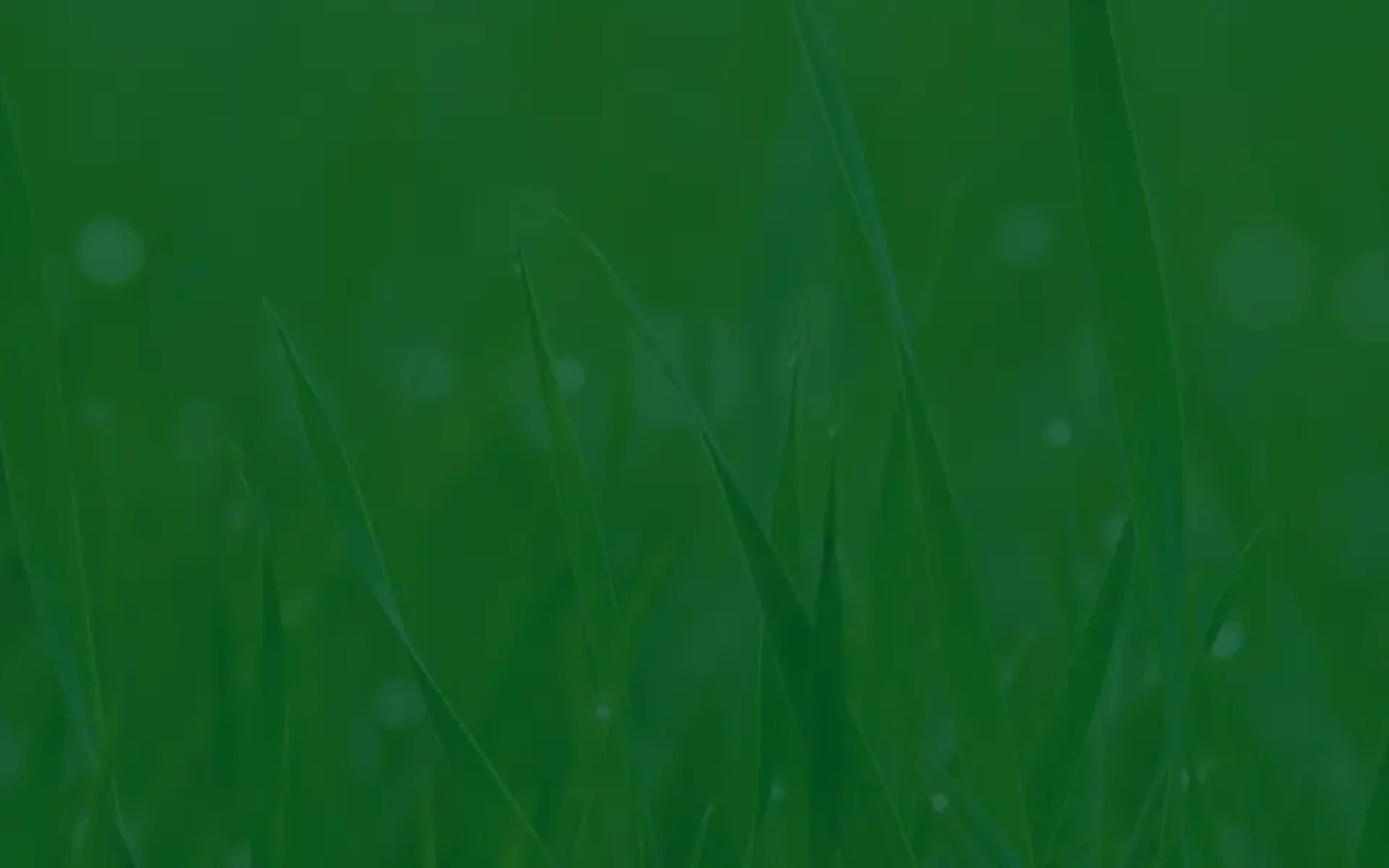 A close up of grass